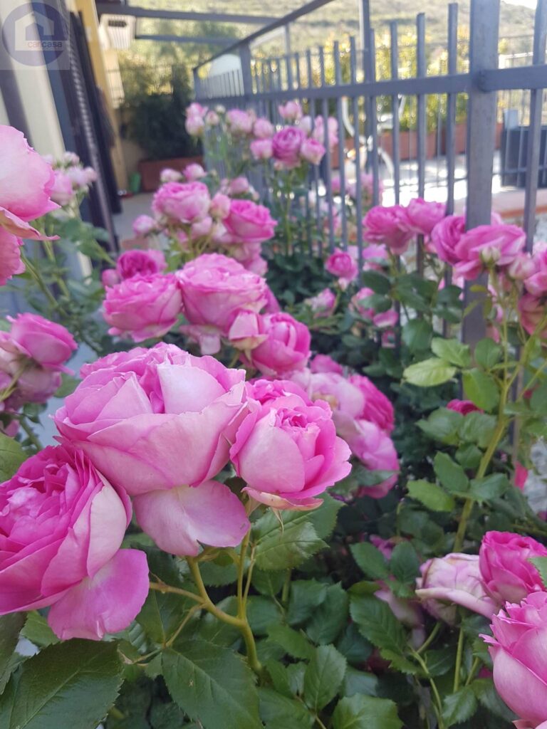 Fotografia immobile 33 - CSL-1893